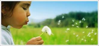 Child blowing dandelion and while making a wish